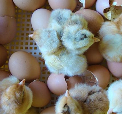 Fears of knowledgeable Automatic Egg Incubator