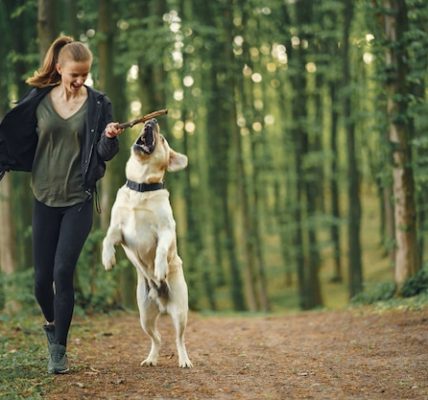 Dog Training 101: A Beginner's Guide to Success