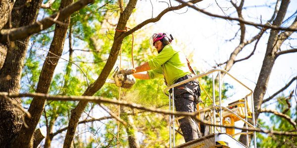 Crowning Glory: Tall Tree Trimming Perfection