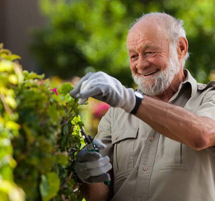 Shade Seekers: Your Tree Care Experts