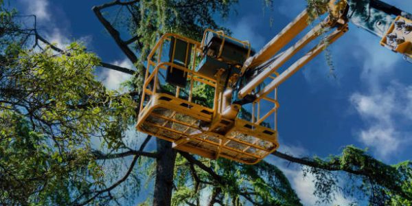 Sustainable Tree Removal: Eco-Friendly Practices and Disposal