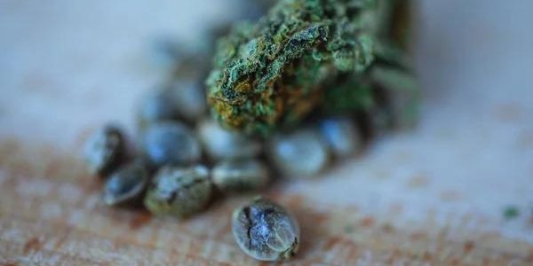 Enhance Your Experience: Mac1 Strain Dos and Don'ts