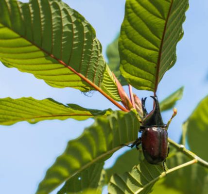 How Green Malay Kratom Can Enhance Your Wellness Routine