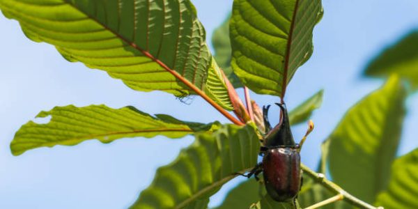 How Green Malay Kratom Can Enhance Your Wellness Routine